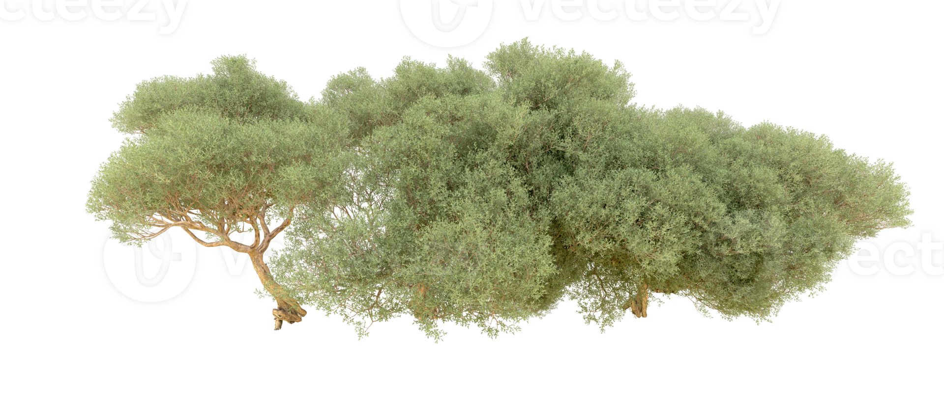 verde bosque aislado en antecedentes. 3d representación - ilustración png