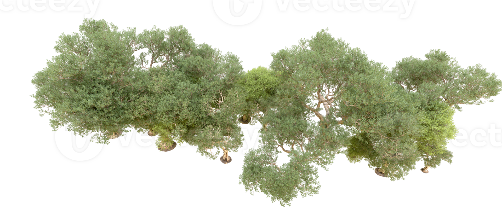 Green forest isolated on background. 3d rendering - illustration png