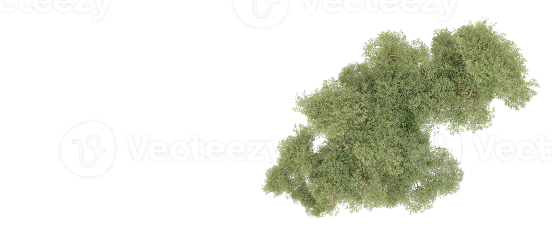 Green forest isolated on background. 3d rendering - illustration png