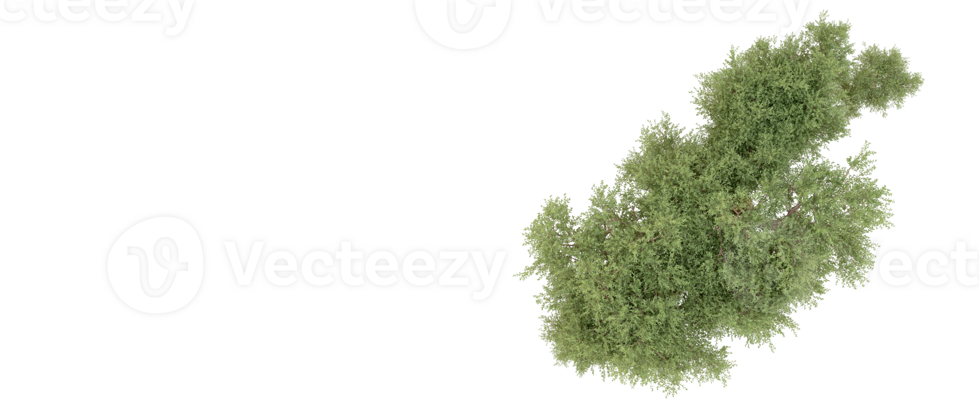 Green forest isolated on background. 3d rendering - illustration png