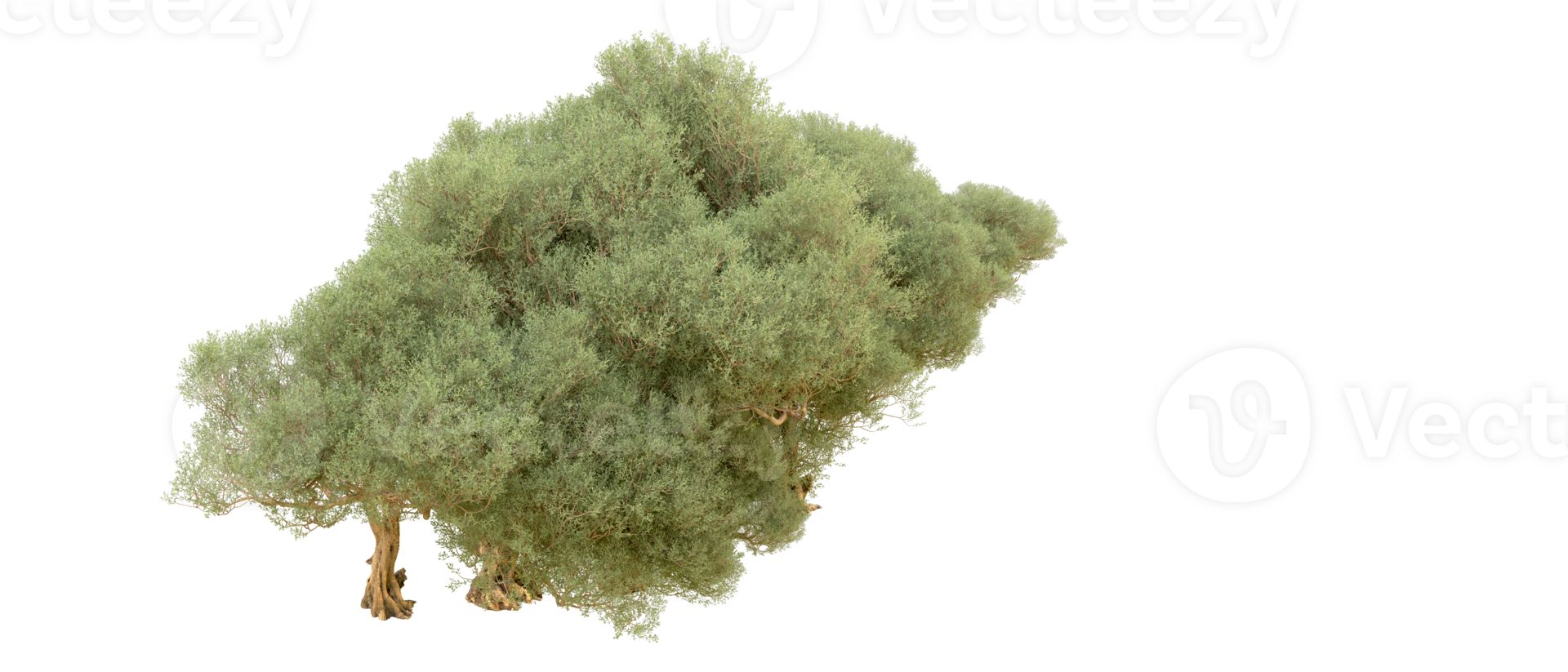 Green forest isolated on background. 3d rendering - illustration png