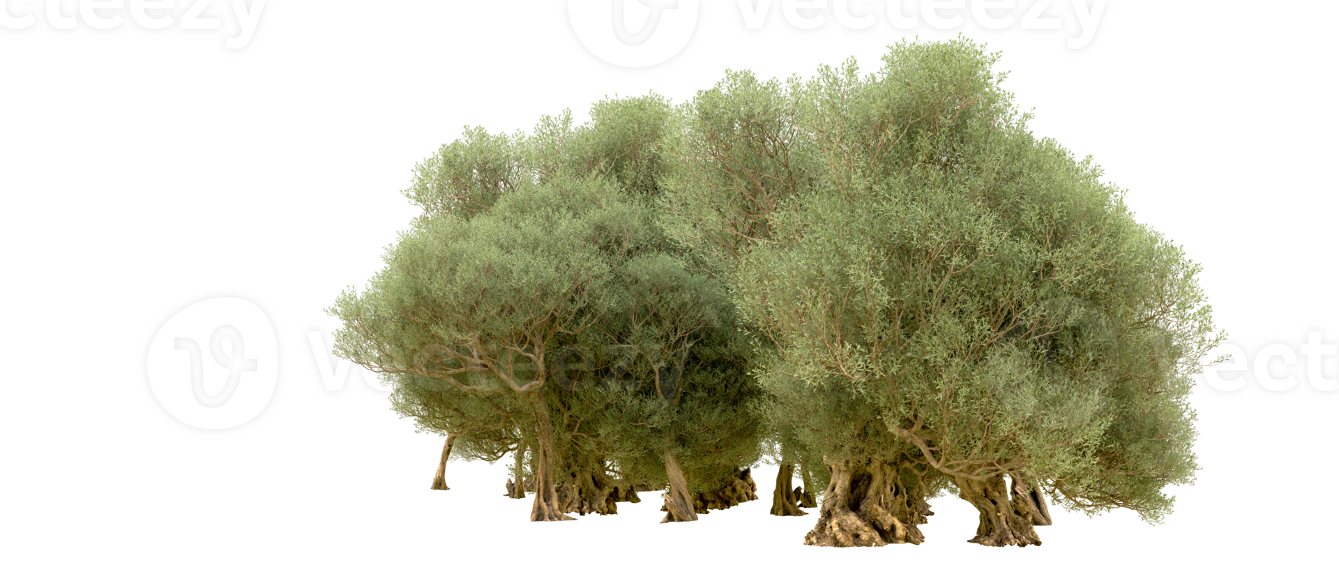 Green forest isolated on background. 3d rendering - illustration png