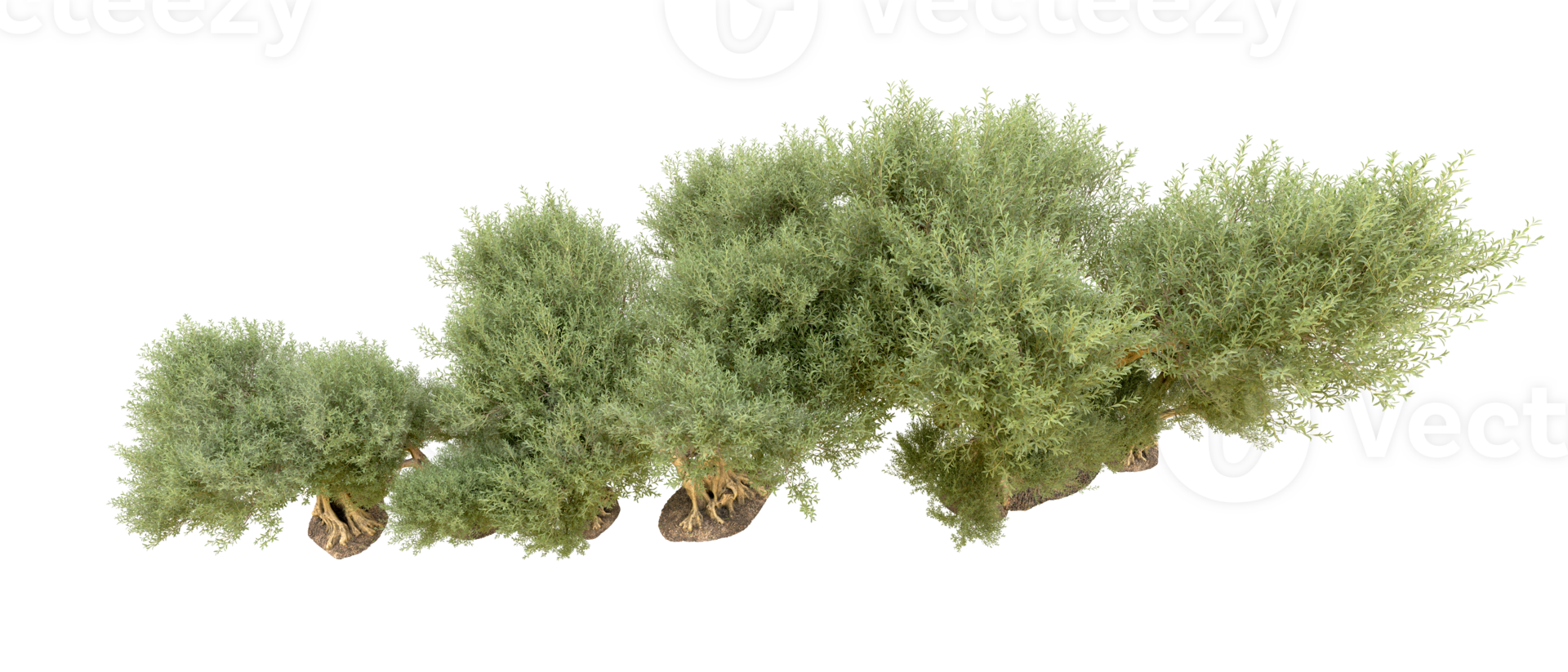 Green forest isolated on background. 3d rendering - illustration png