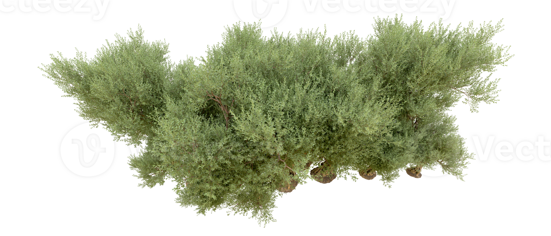Green forest isolated on background. 3d rendering - illustration png