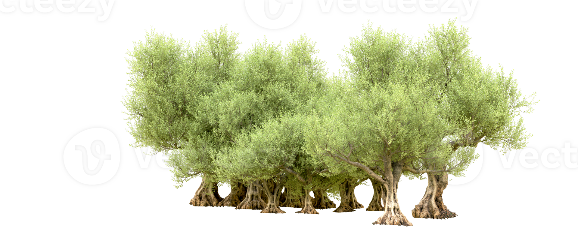 Green forest isolated on background. 3d rendering - illustration png