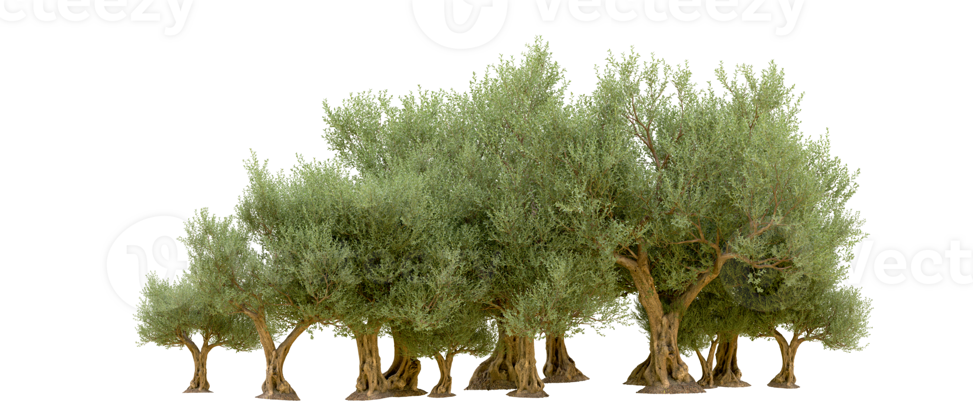 Green forest isolated on background. 3d rendering - illustration png