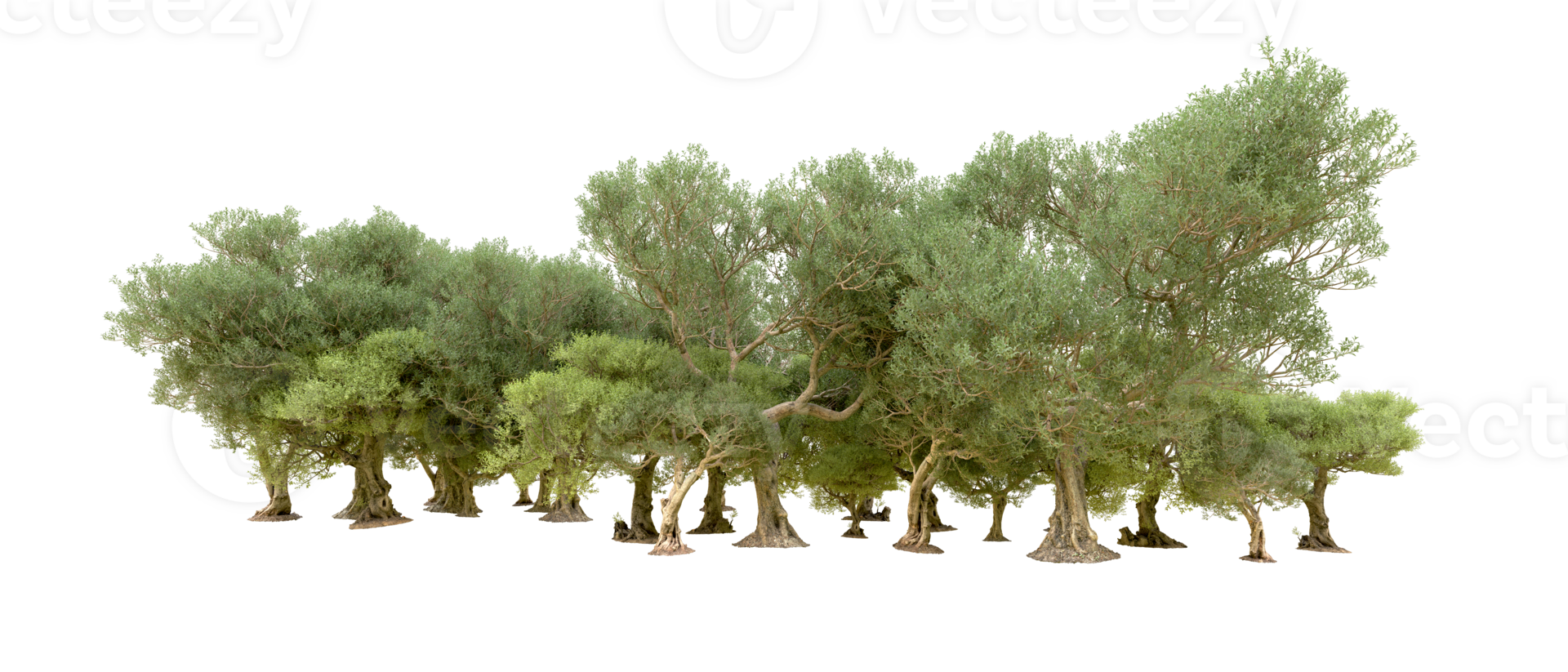 Green forest isolated on background. 3d rendering - illustration png