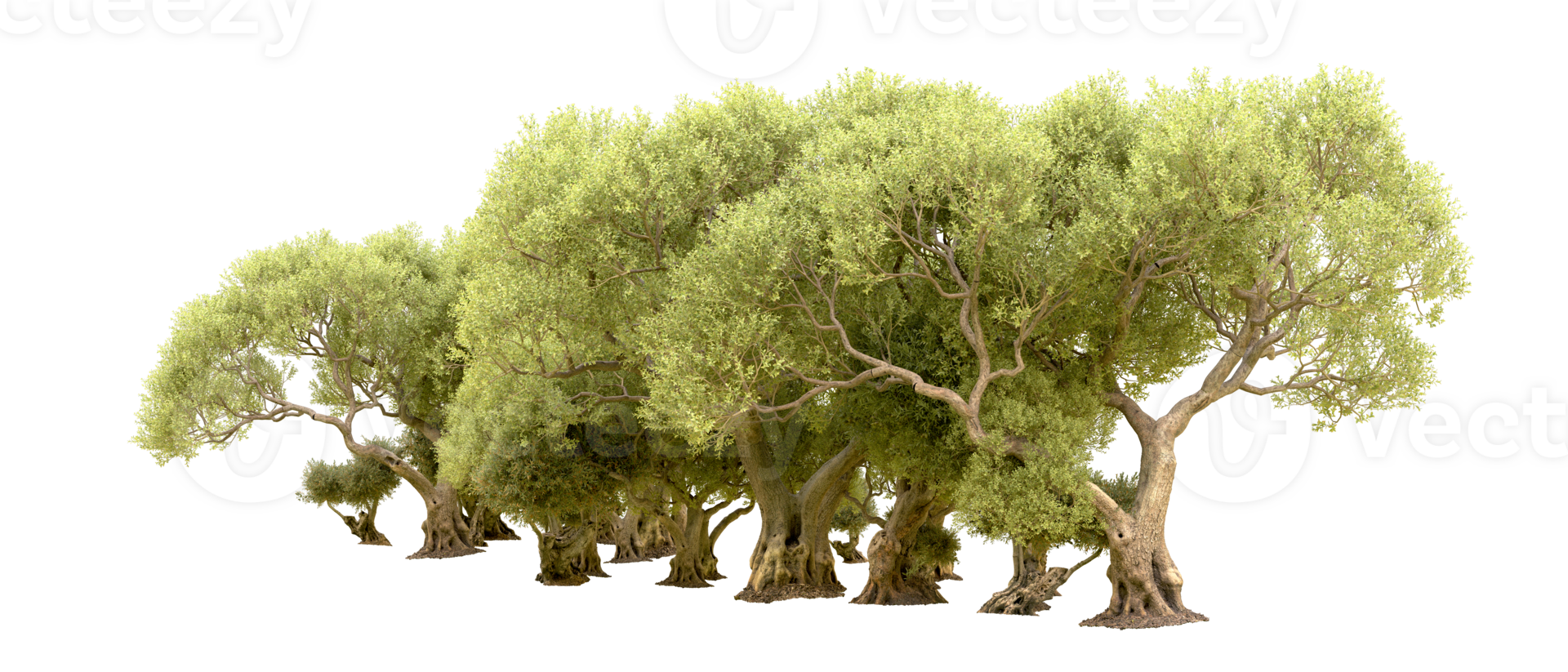 Green forest isolated on background. 3d rendering - illustration png