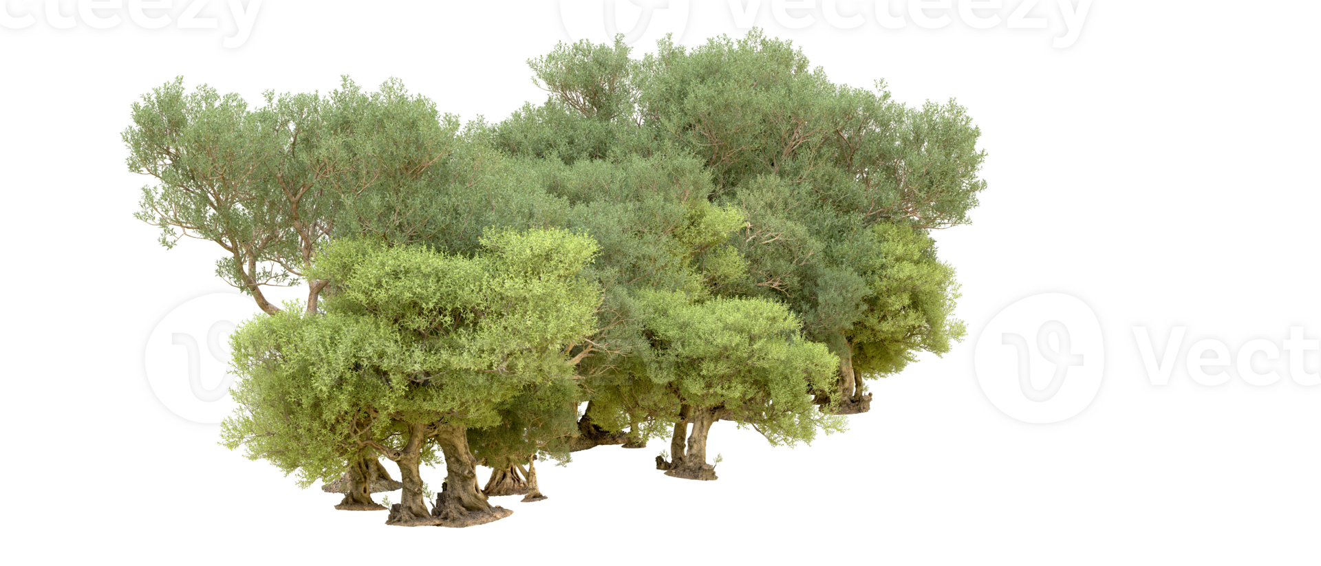 Green forest isolated on background. 3d rendering - illustration png