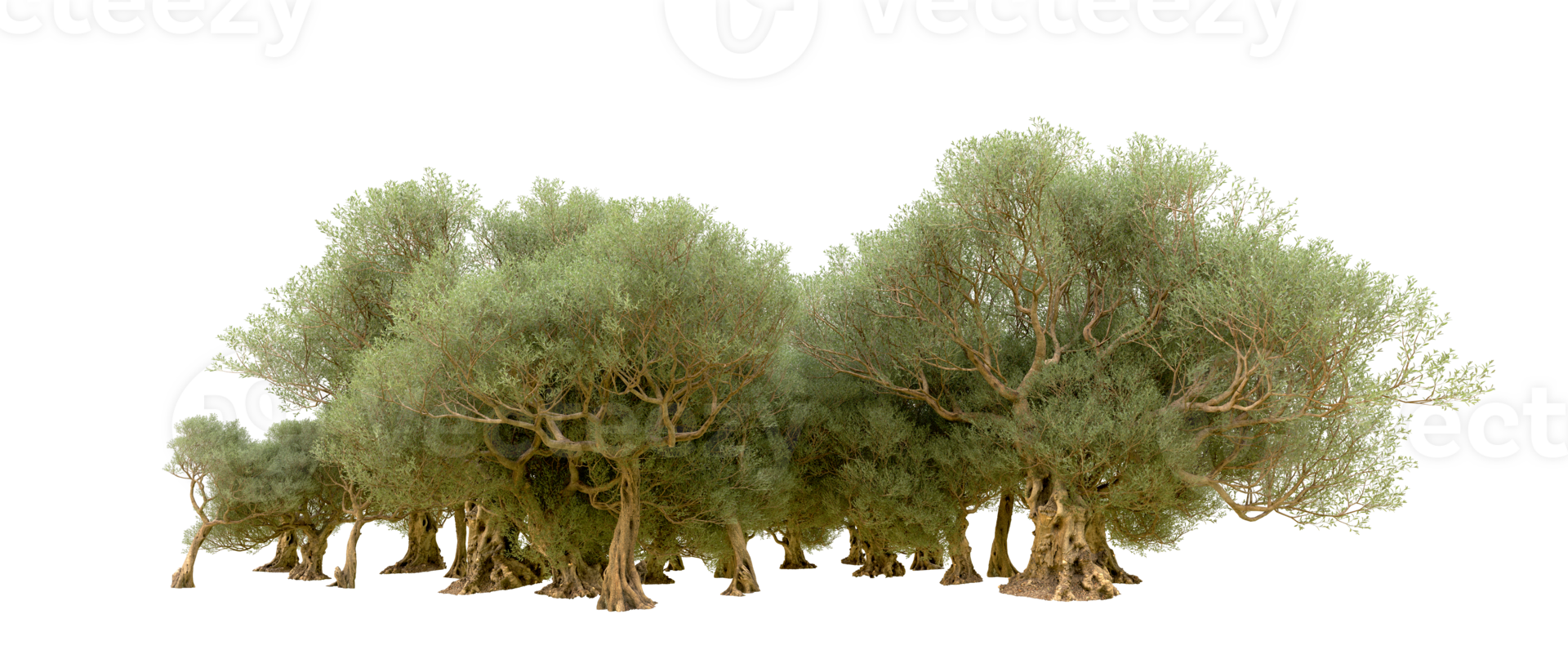 verde bosque aislado en antecedentes. 3d representación - ilustración png