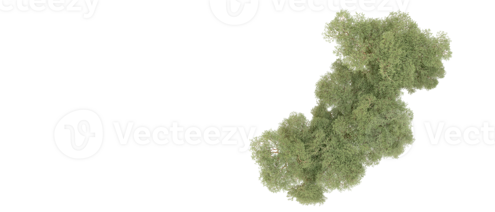 Green forest isolated on background. 3d rendering - illustration png
