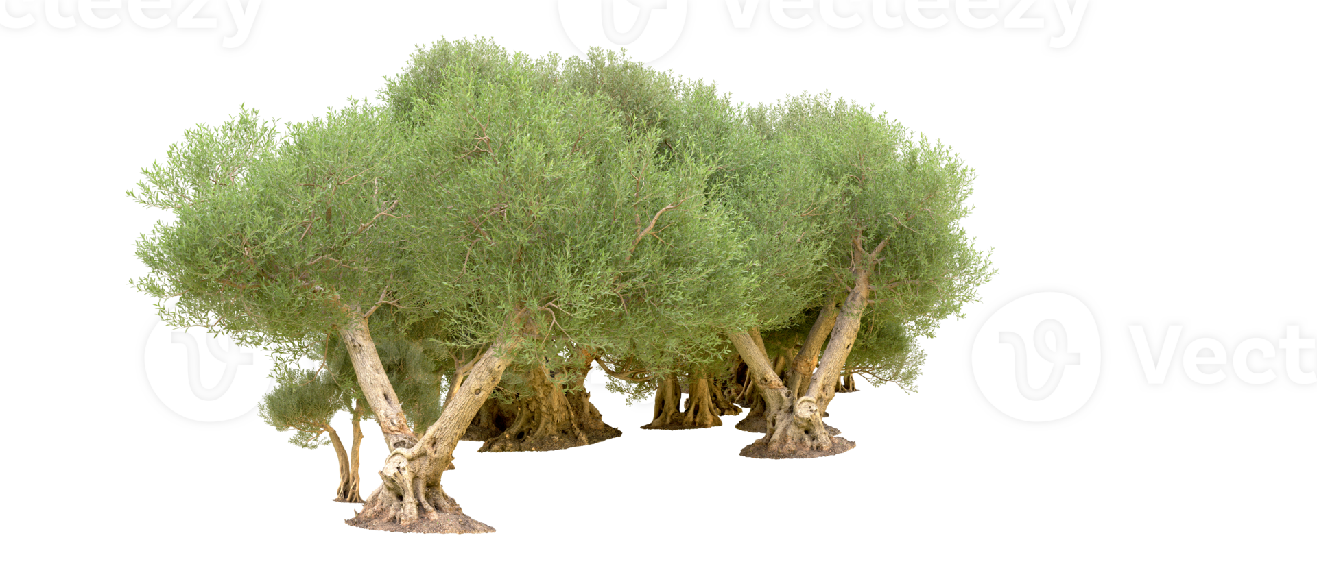 Green forest isolated on background. 3d rendering - illustration png
