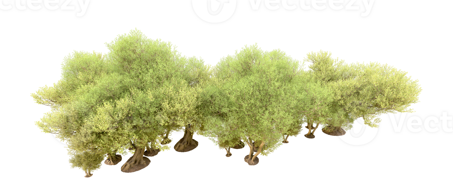 Green forest isolated on background. 3d rendering - illustration png