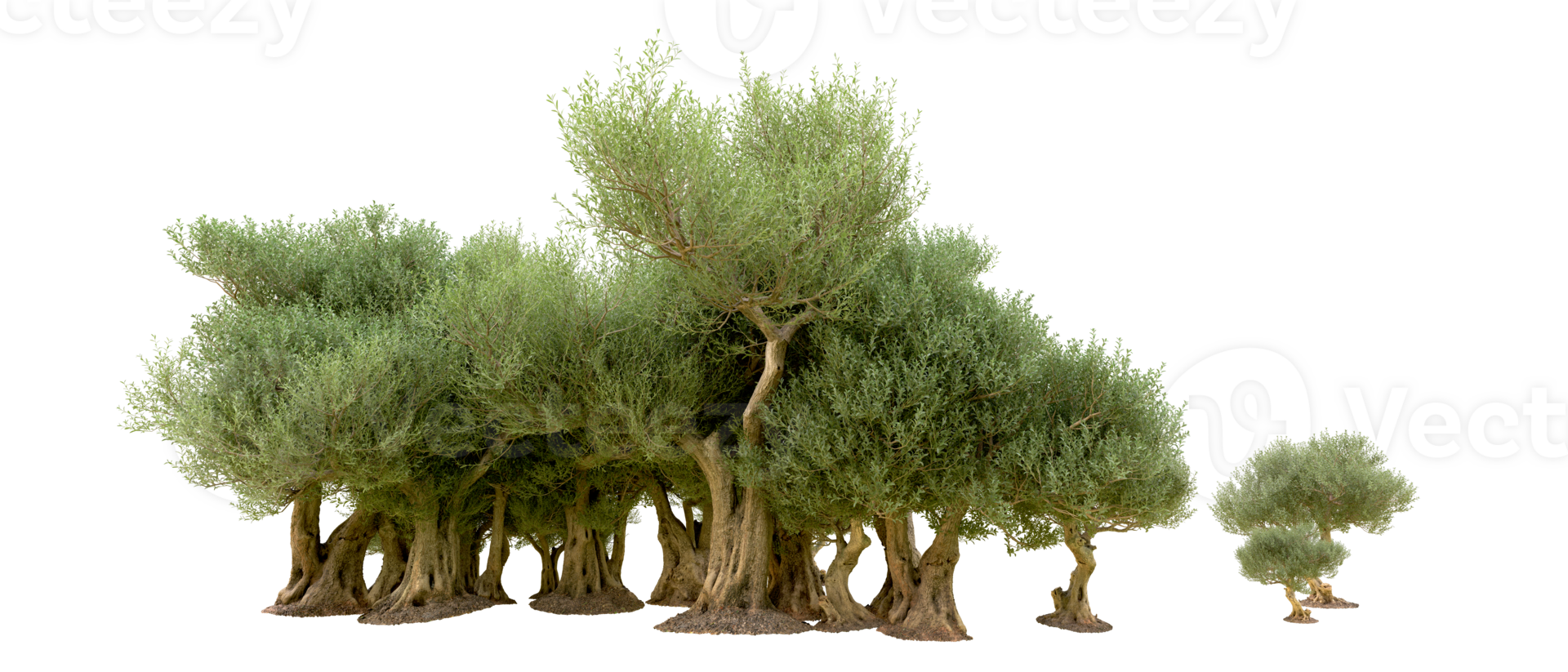 Green forest isolated on background. 3d rendering - illustration png