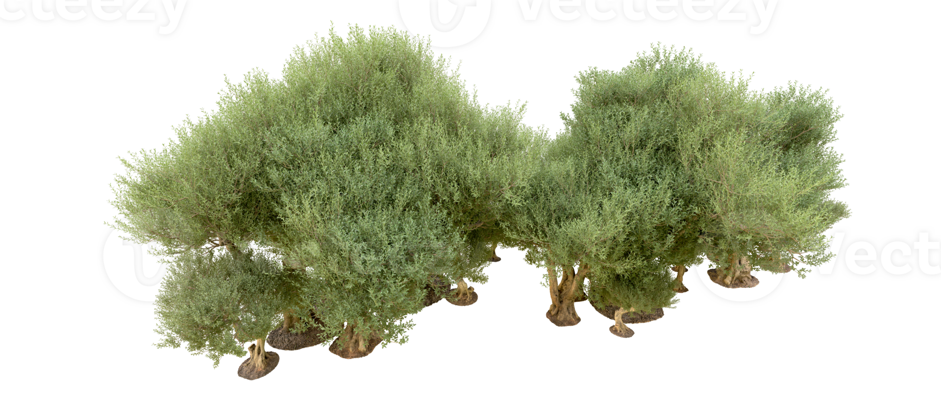 Green forest isolated on background. 3d rendering - illustration png