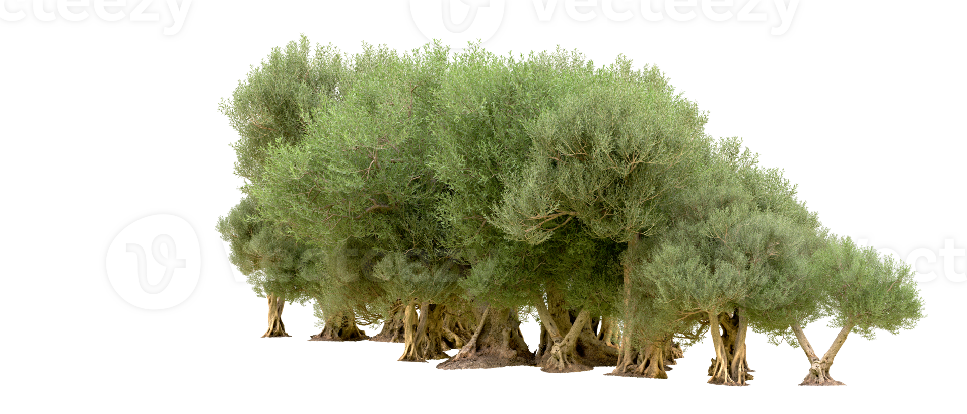Green forest isolated on background. 3d rendering - illustration png