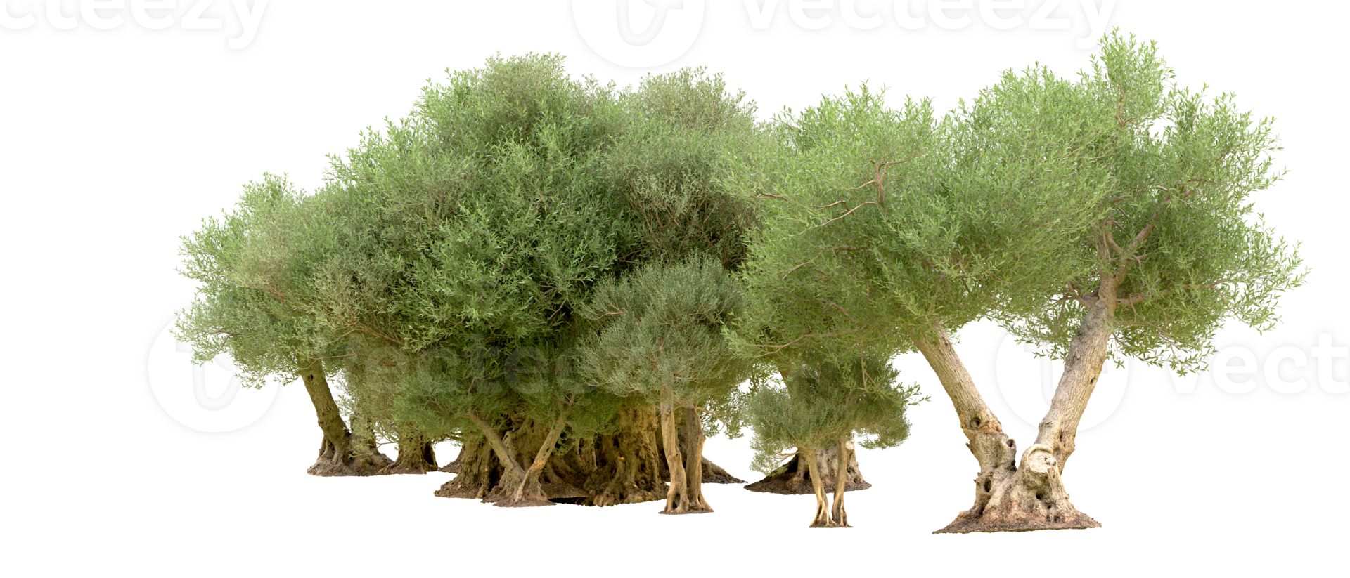 Green forest isolated on background. 3d rendering - illustration png
