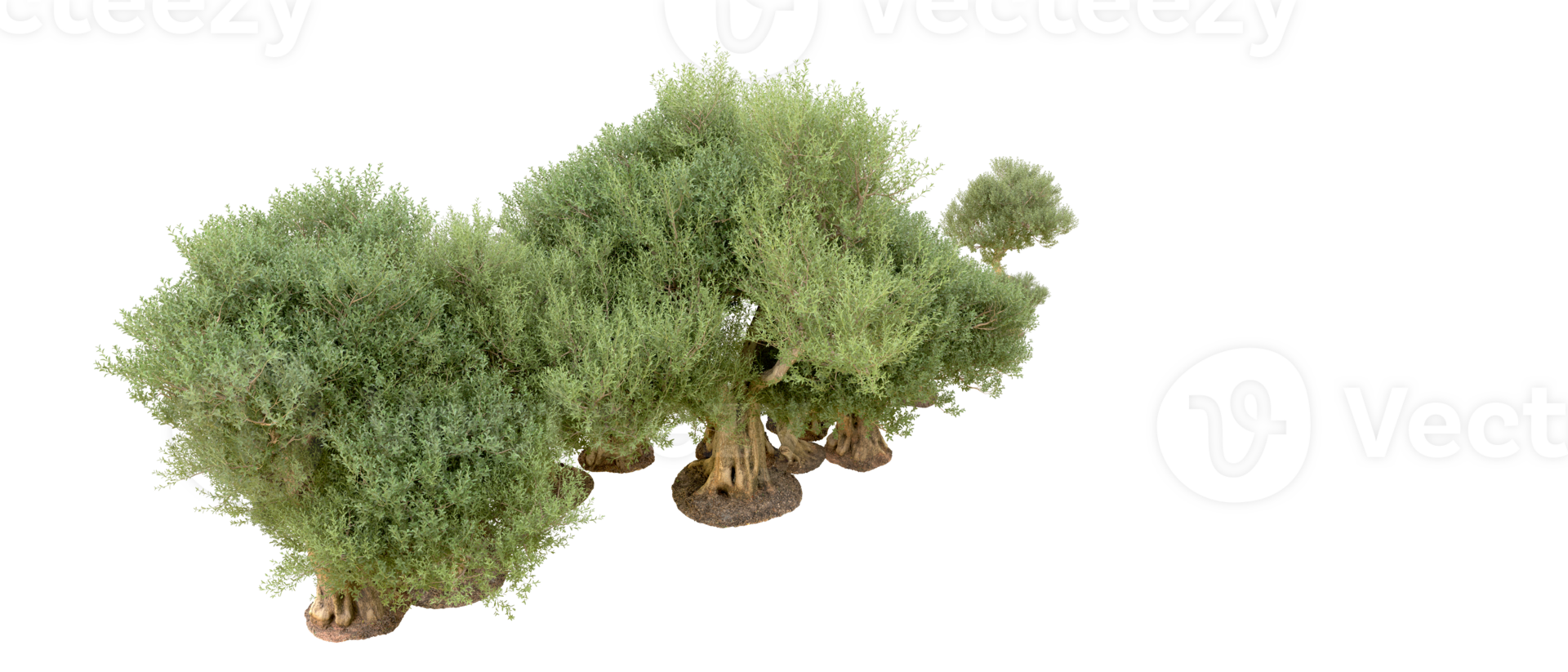 Green forest isolated on background. 3d rendering - illustration png