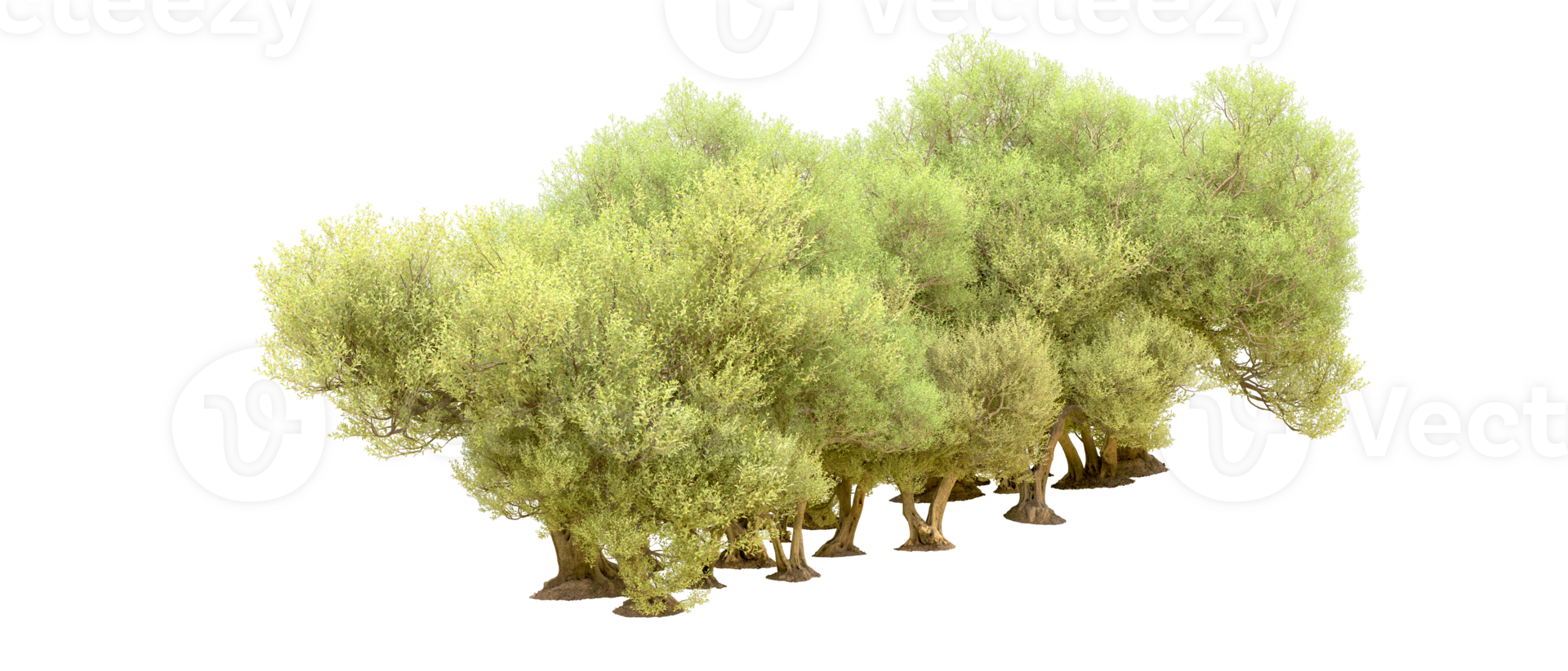Green forest isolated on background. 3d rendering - illustration png