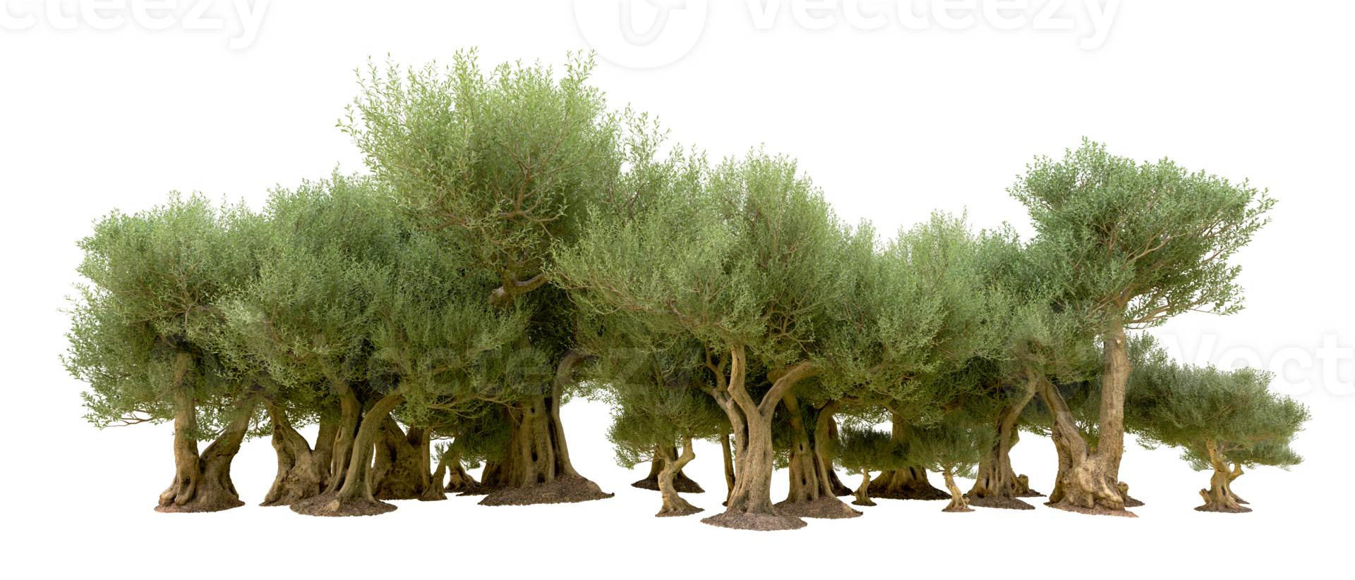 Green forest isolated on background. 3d rendering - illustration png
