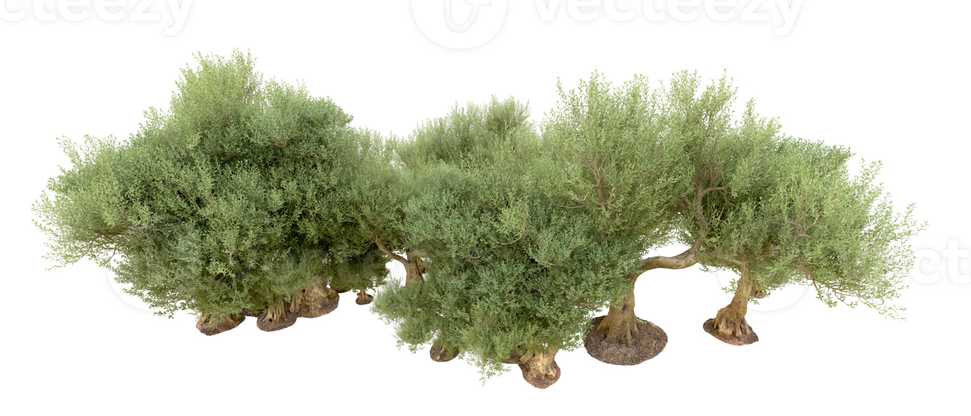 Green forest isolated on background. 3d rendering - illustration png
