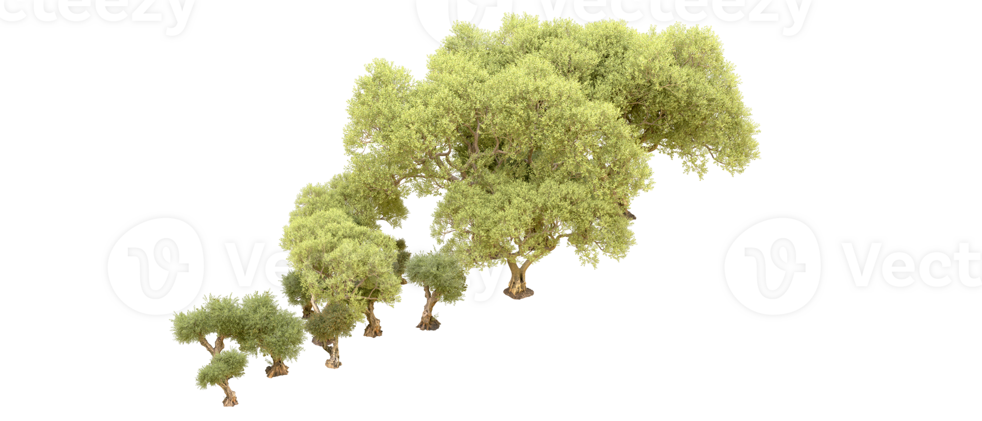 Green forest isolated on background. 3d rendering - illustration png