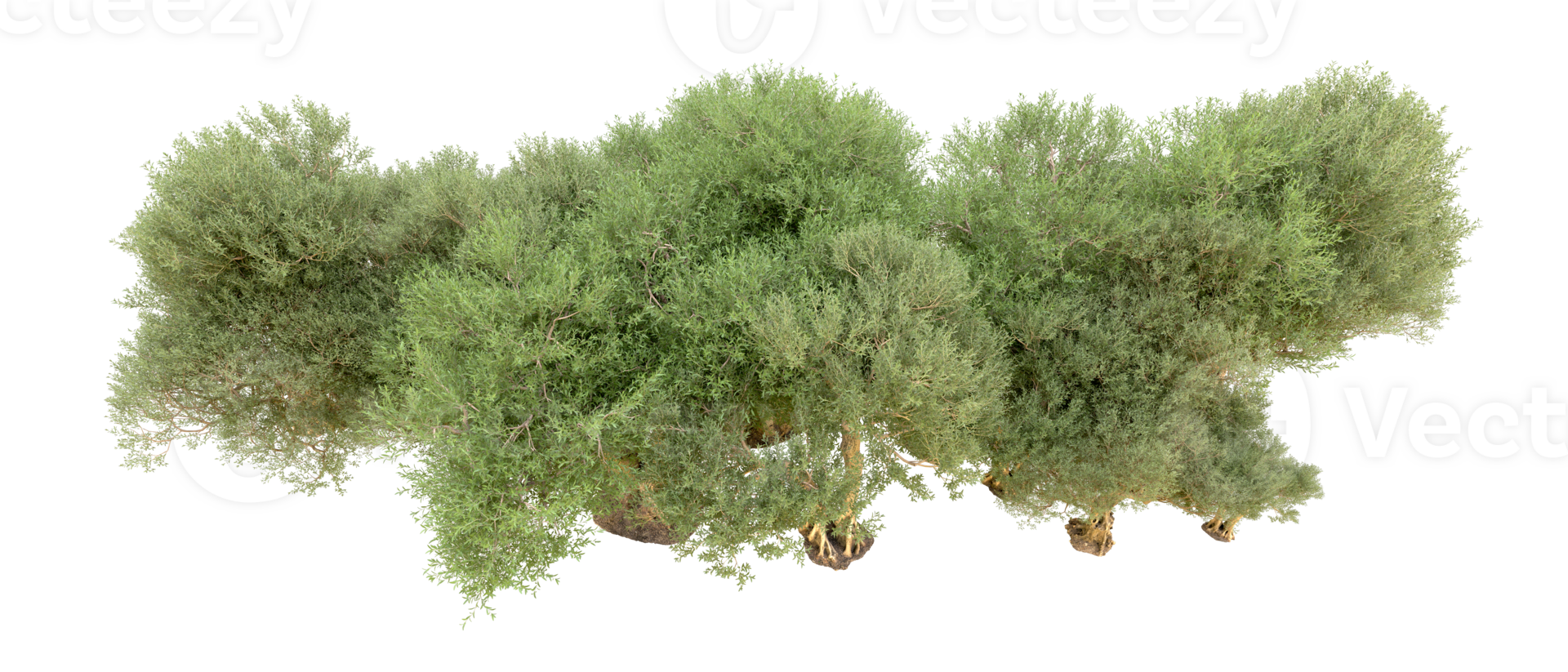 Green forest isolated on background. 3d rendering - illustration png
