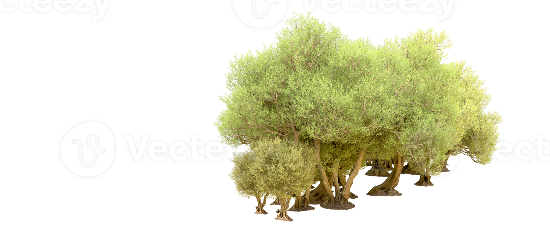 Green forest isolated on background. 3d rendering - illustration png