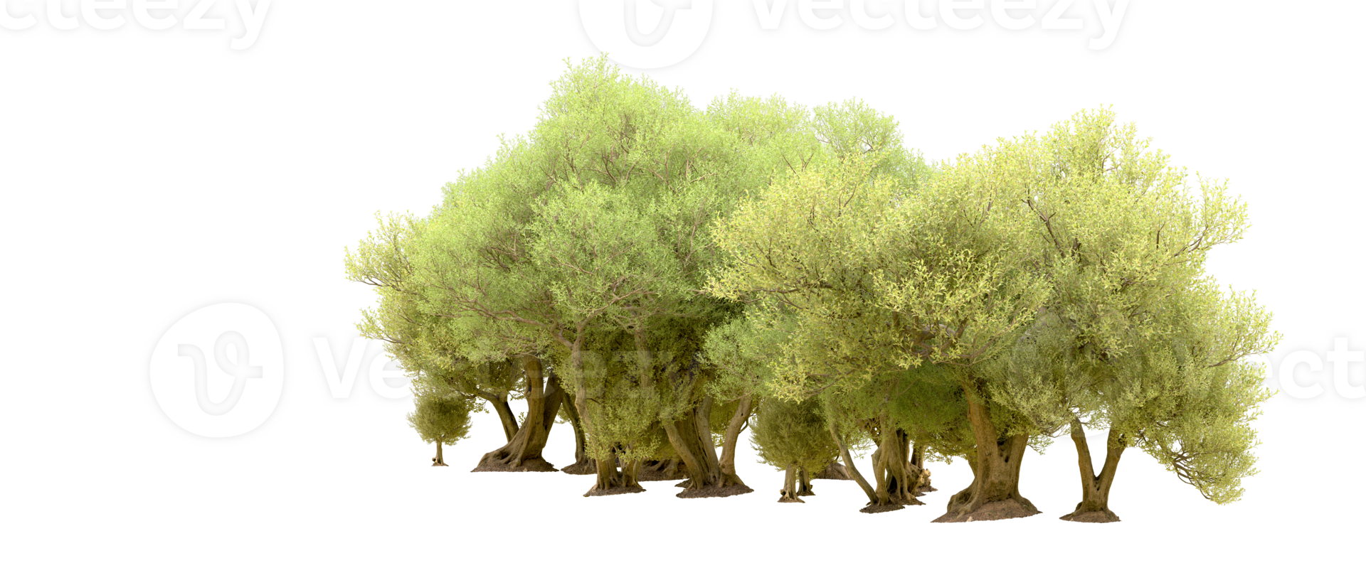 Green forest isolated on background. 3d rendering - illustration png