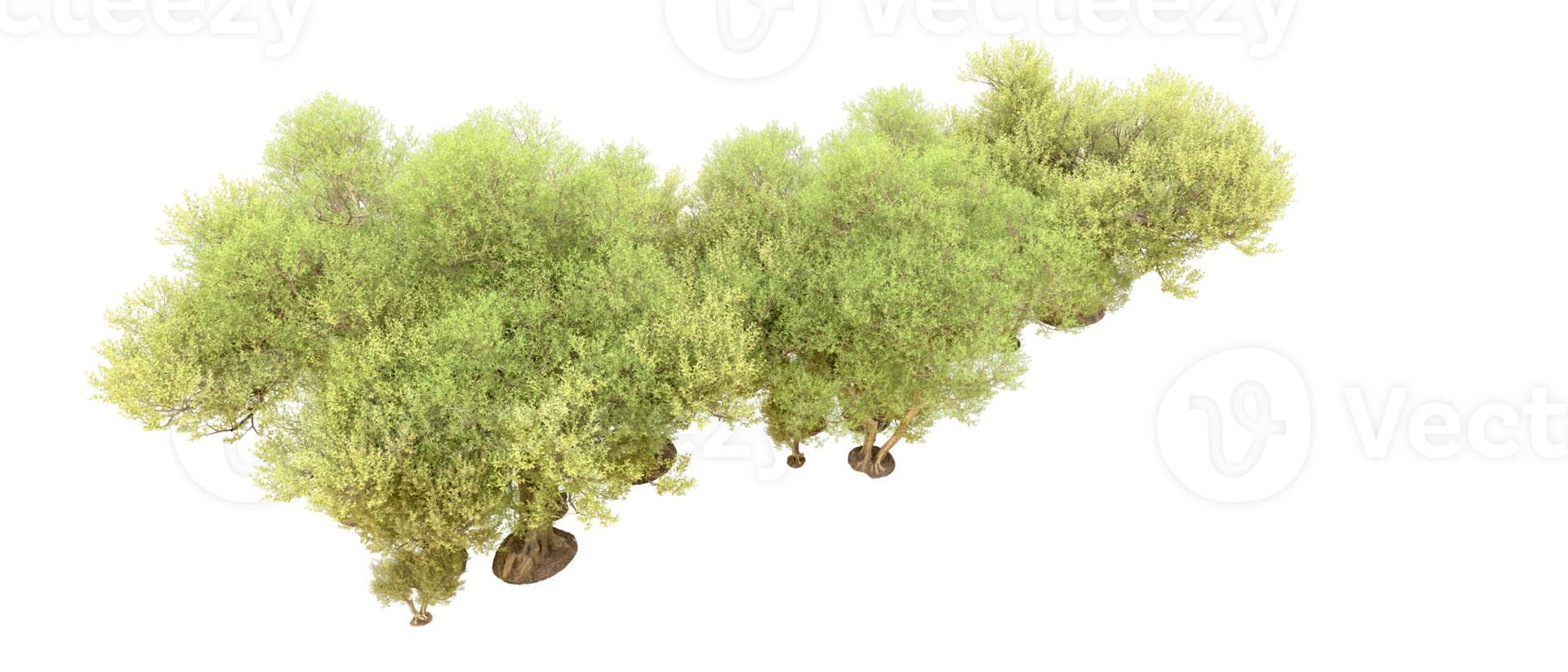 Green forest isolated on background. 3d rendering - illustration png