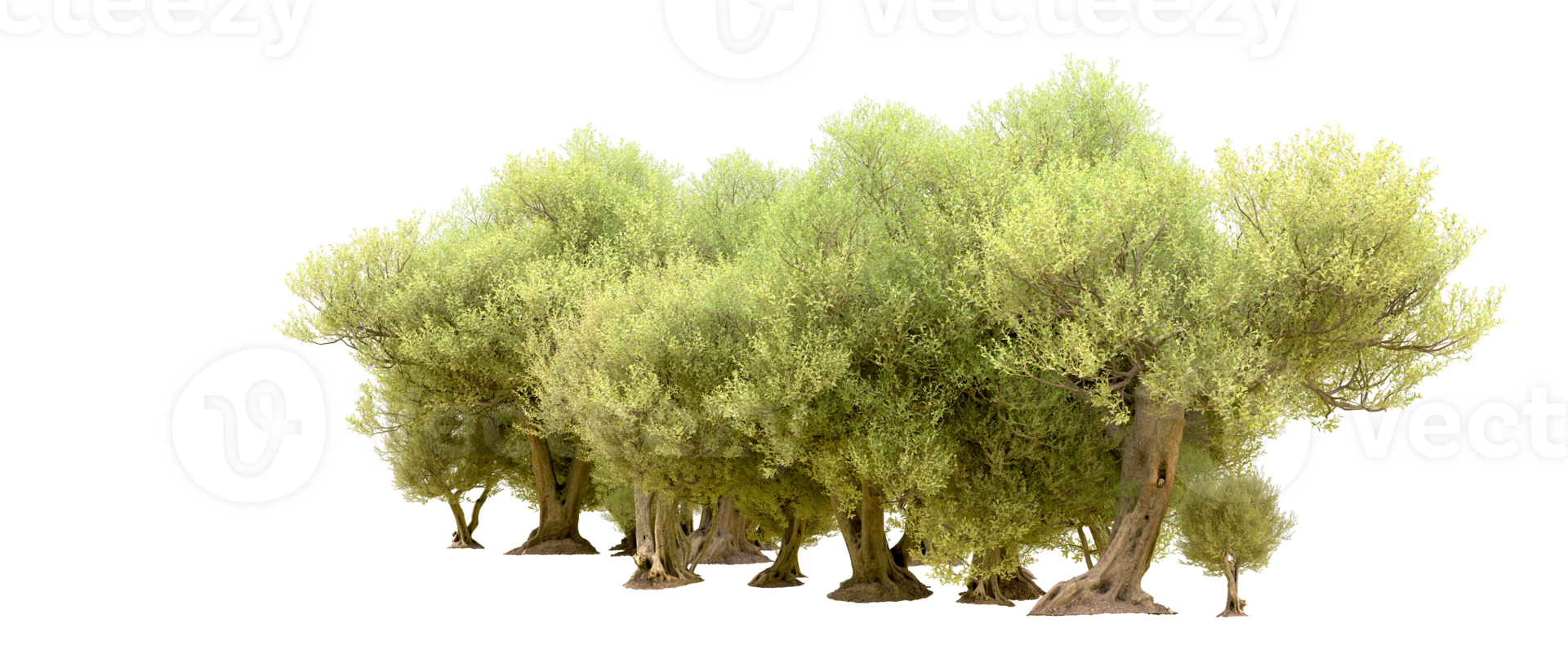 Green forest isolated on background. 3d rendering - illustration png