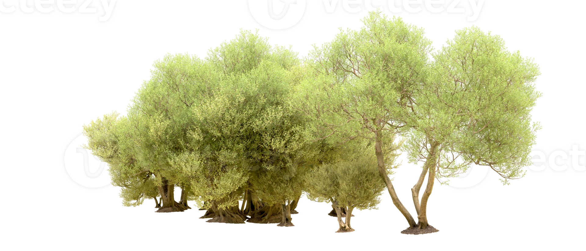 Green forest isolated on background. 3d rendering - illustration png
