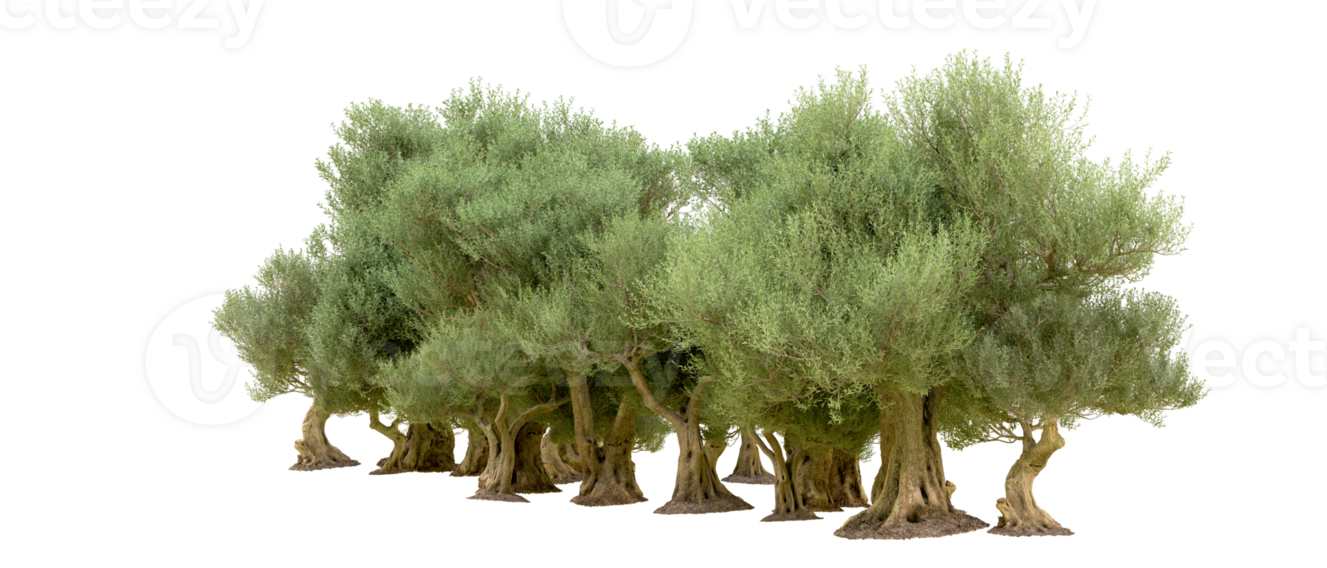 Green forest isolated on background. 3d rendering - illustration png