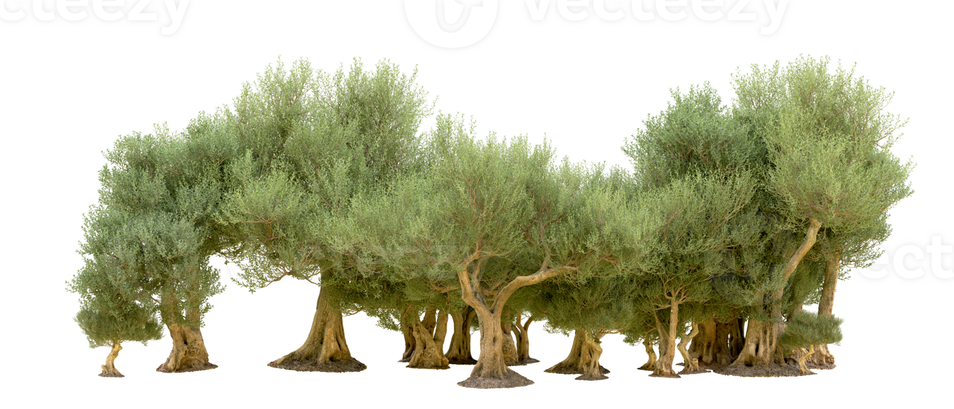 Green forest isolated on background. 3d rendering - illustration png