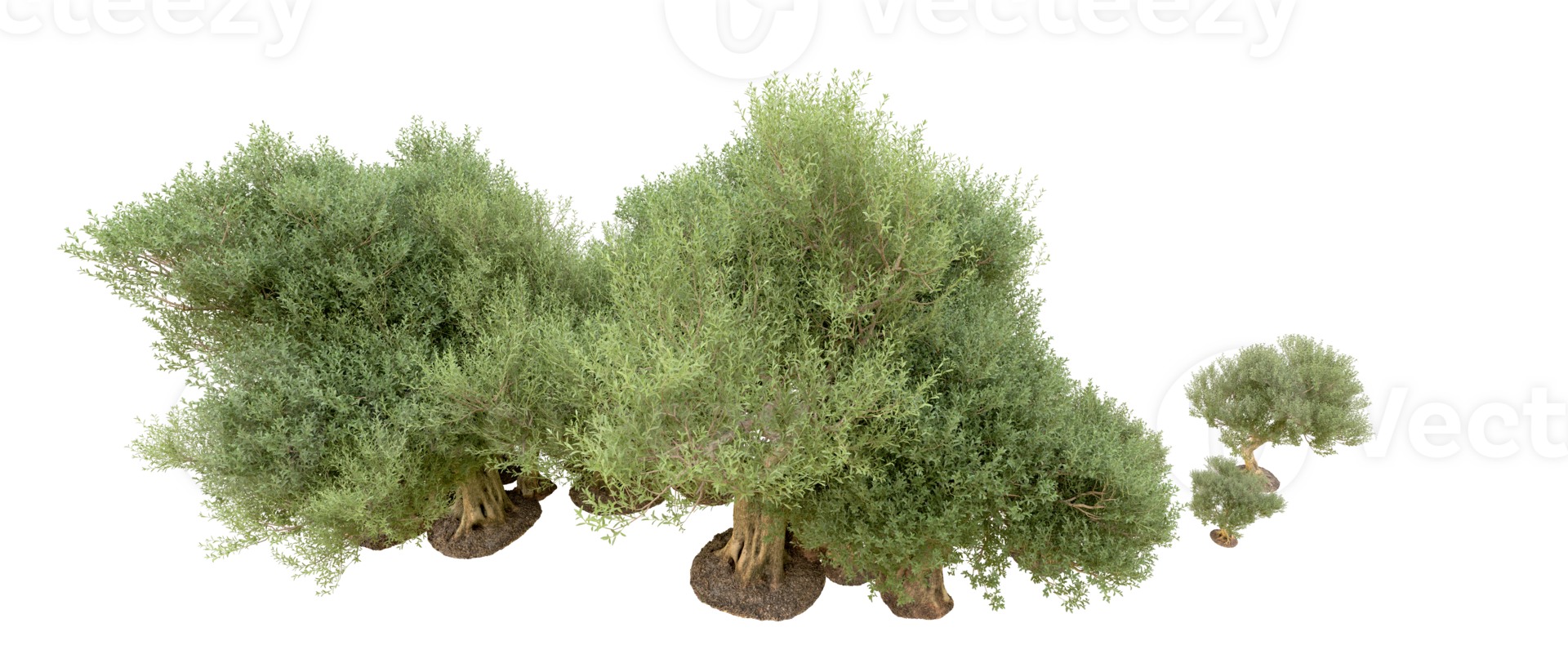 Green forest isolated on background. 3d rendering - illustration png