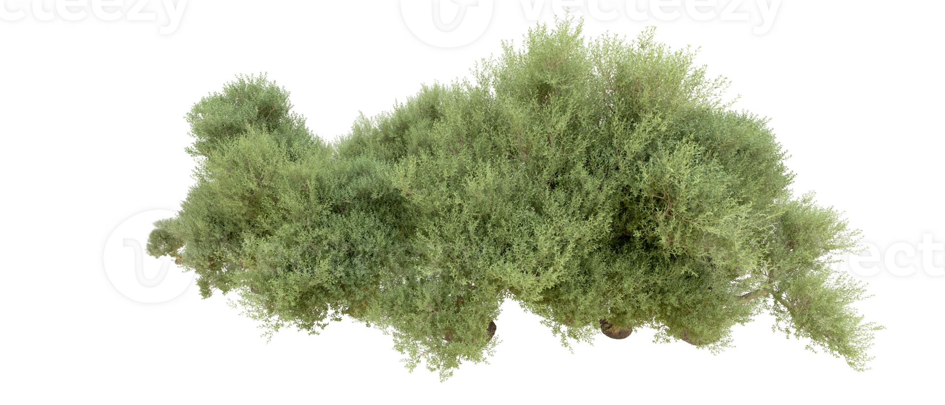 Green forest isolated on background. 3d rendering - illustration png