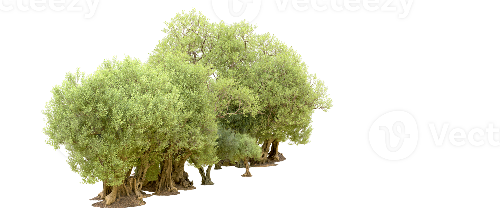 Green forest isolated on background. 3d rendering - illustration png