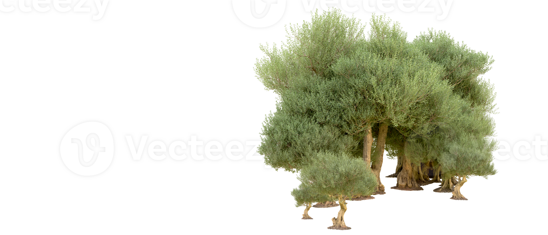 Green forest isolated on background. 3d rendering - illustration png
