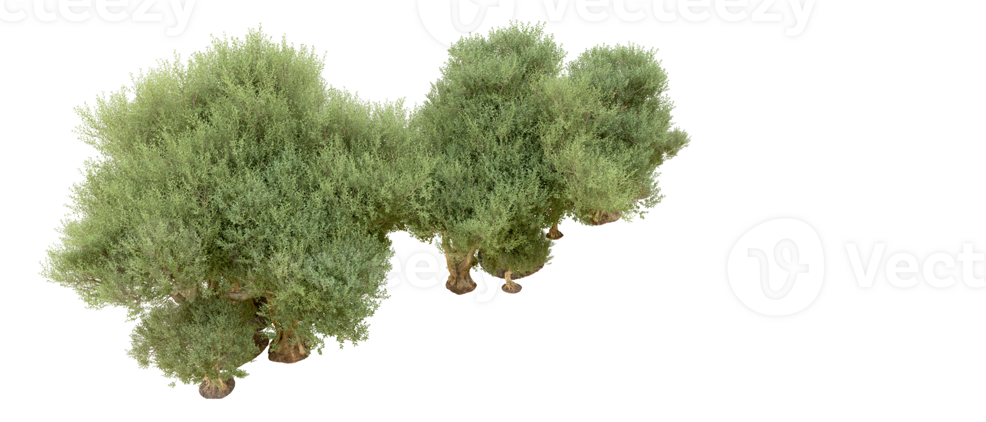Green forest isolated on background. 3d rendering - illustration png