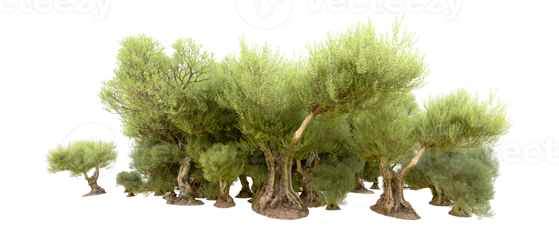 Green forest isolated on background. 3d rendering - illustration png