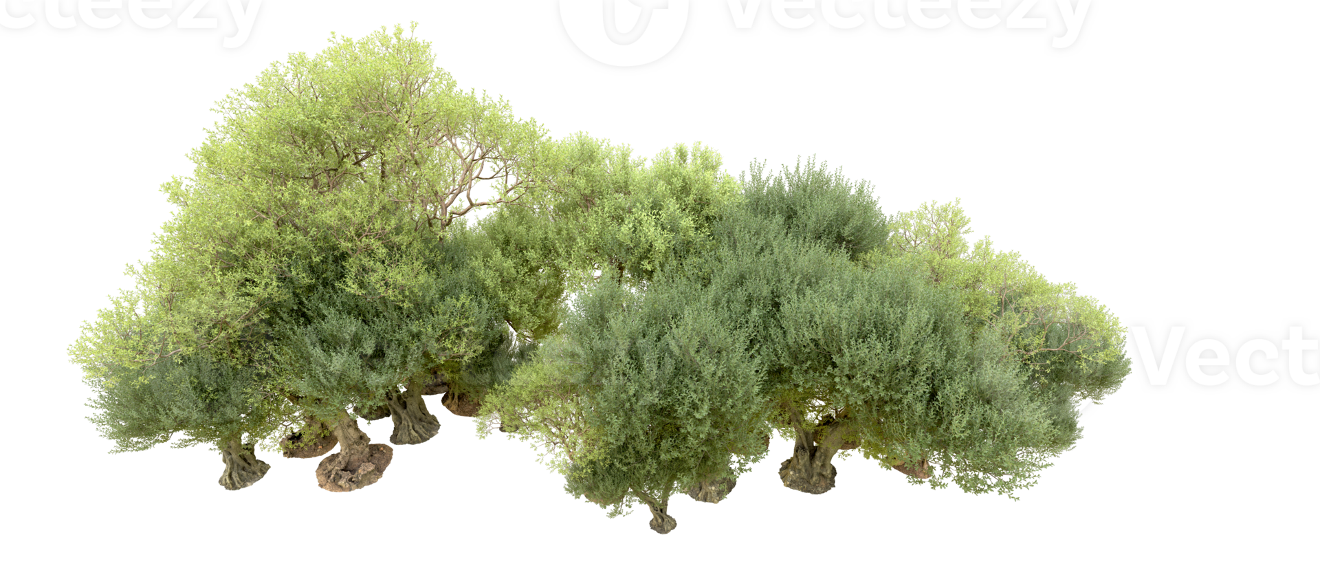 Green forest isolated on background. 3d rendering - illustration png