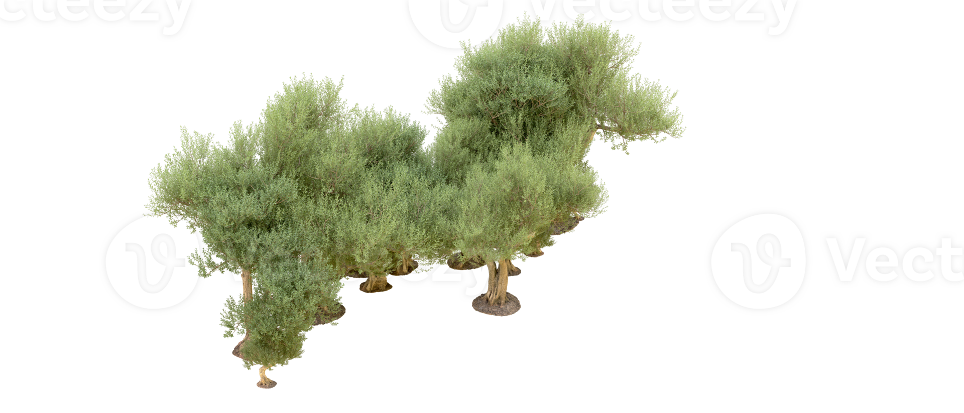Green forest isolated on background. 3d rendering - illustration png