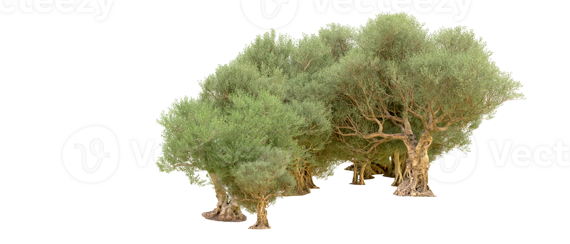 Green forest isolated on background. 3d rendering - illustration png