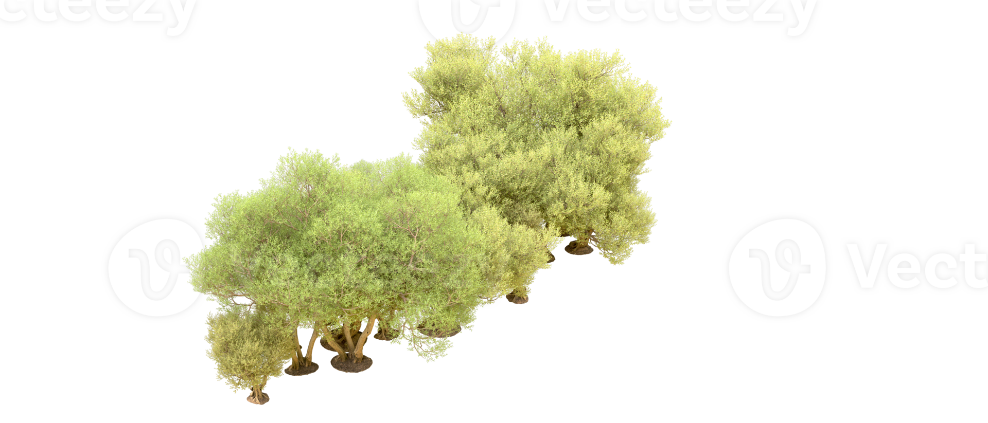 Green forest isolated on background. 3d rendering - illustration png