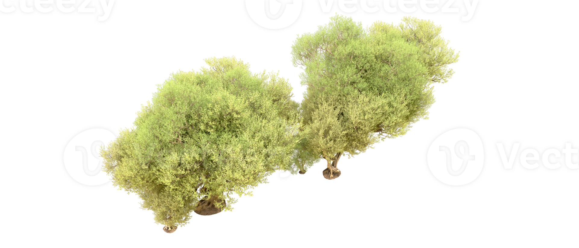 Green forest isolated on background. 3d rendering - illustration png