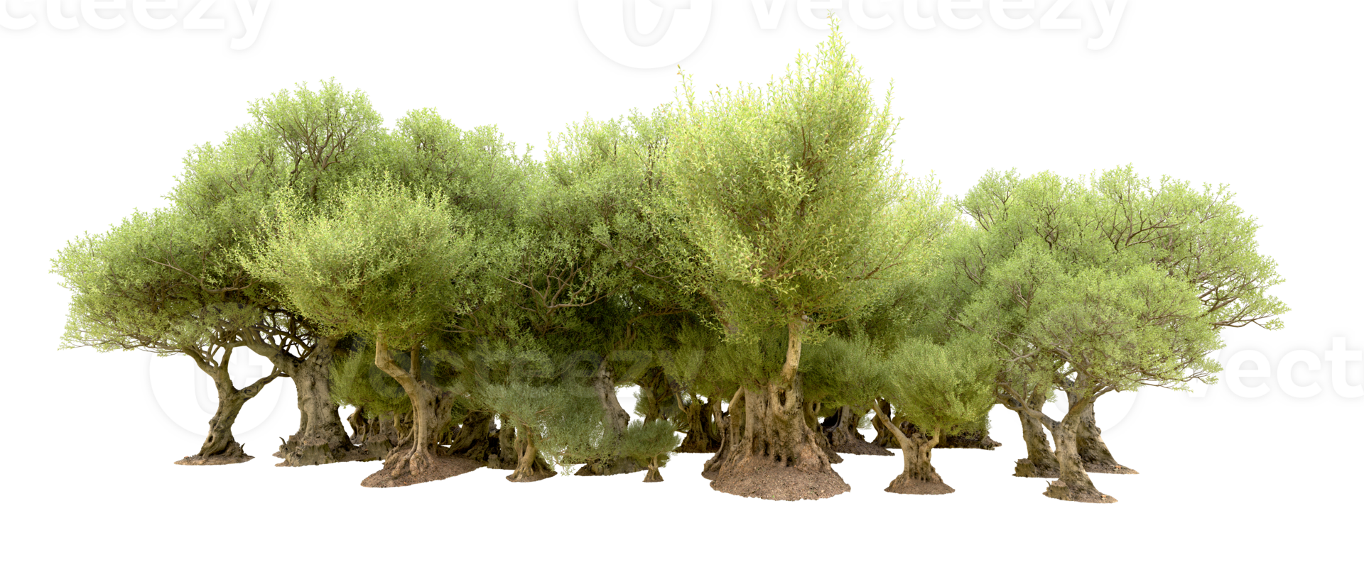 Green forest isolated on background. 3d rendering - illustration png
