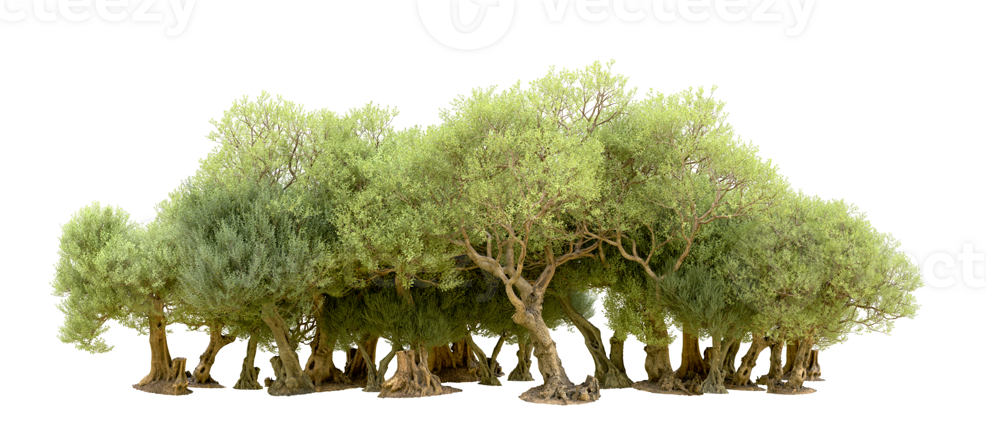 Green forest isolated on background. 3d rendering - illustration png