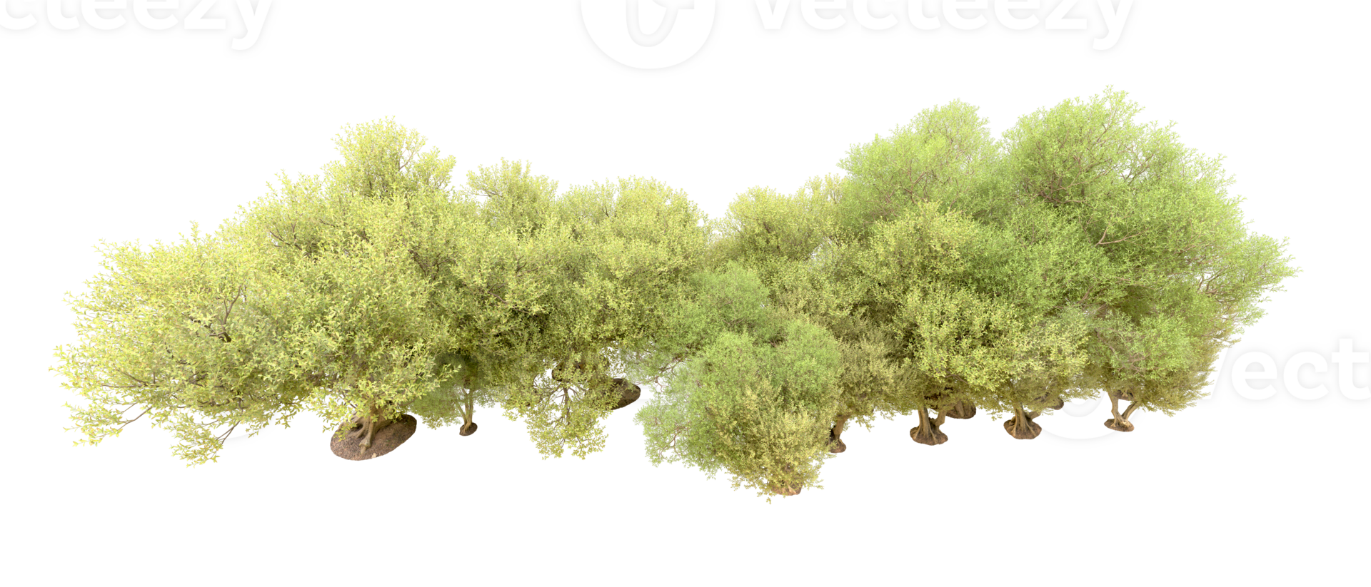 Green forest isolated on background. 3d rendering - illustration png