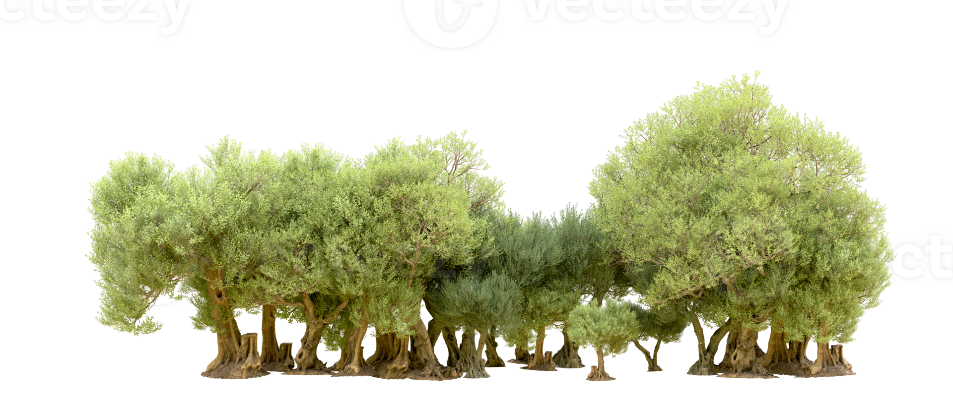 Green forest isolated on background. 3d rendering - illustration png