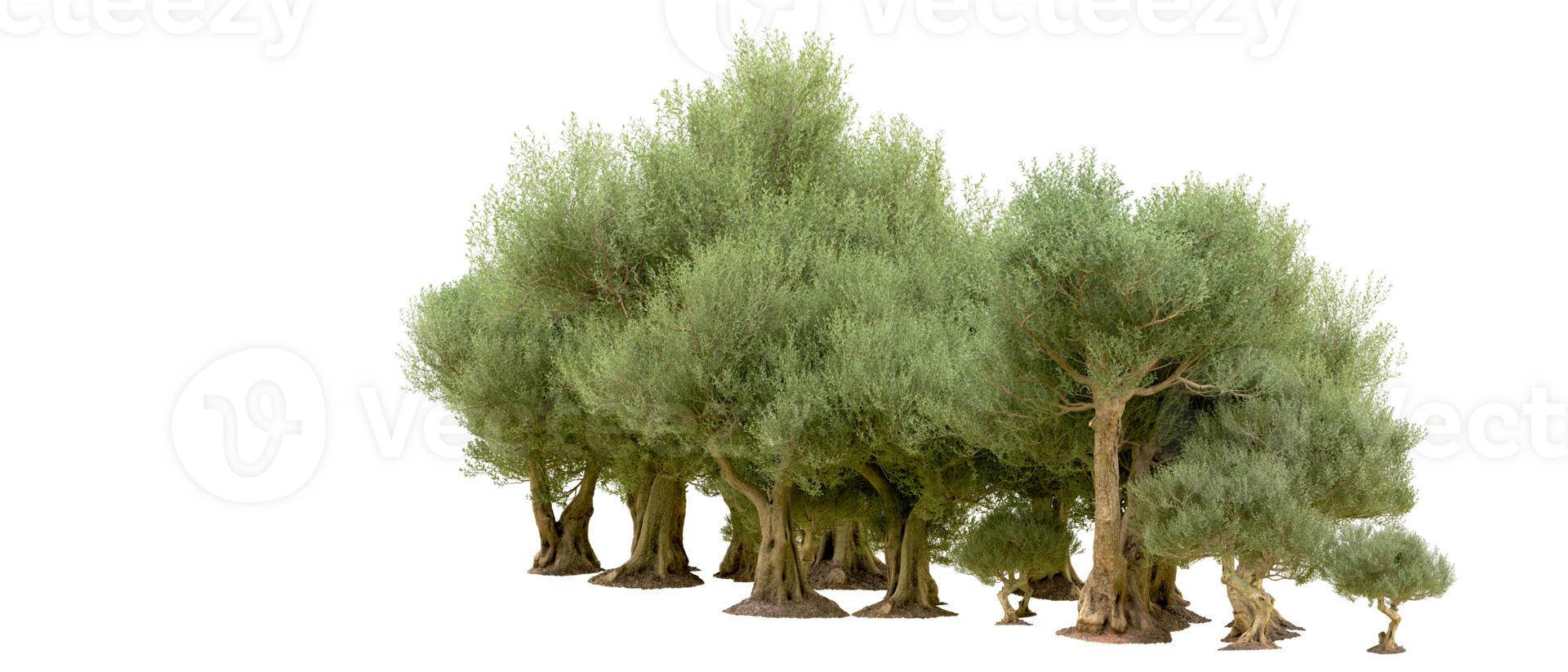 Green forest isolated on background. 3d rendering - illustration png